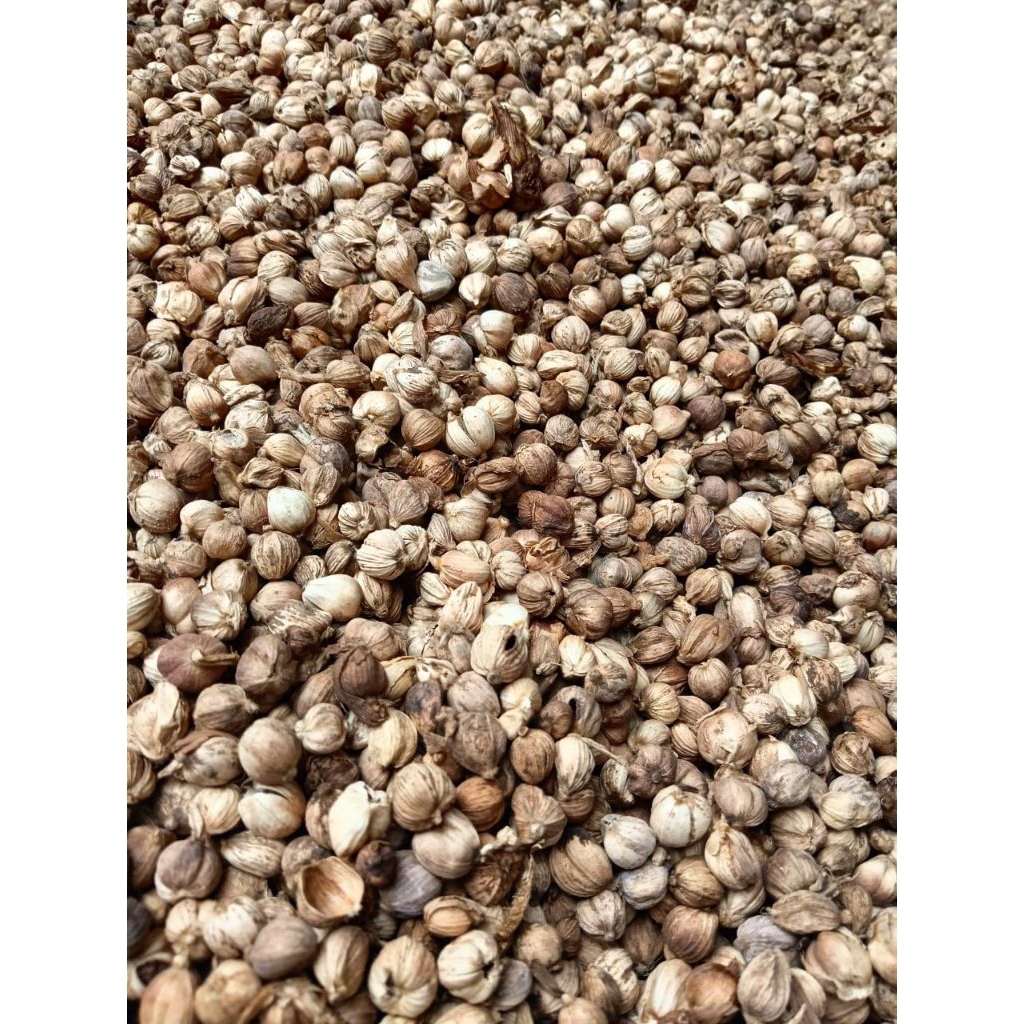 

redyy stok kapulaga kering 100 gram