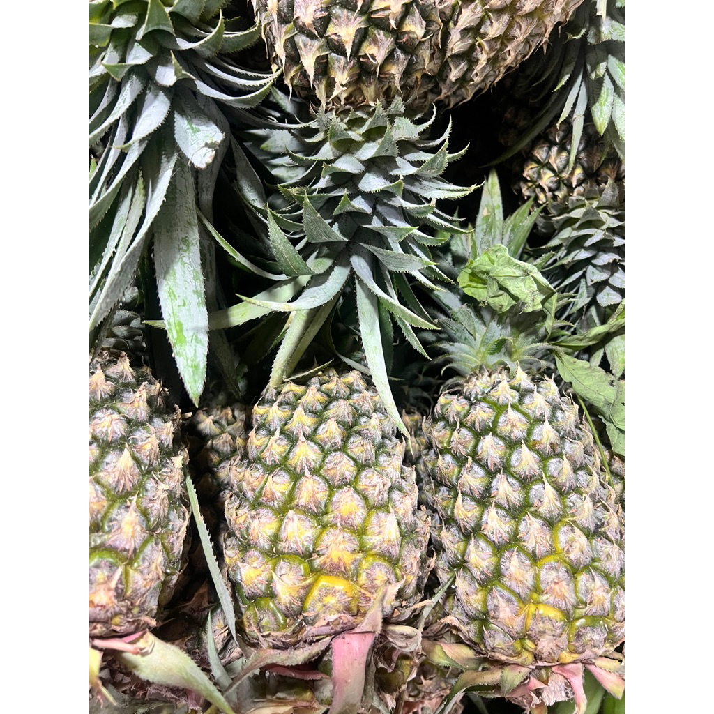 

BUAH NANAS BESAR BIJIAN