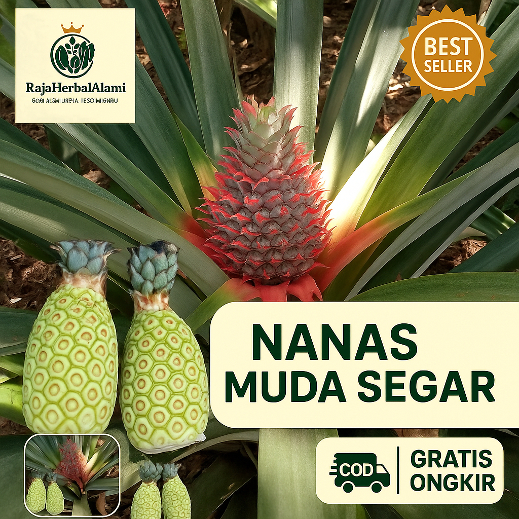 

Nanas Muda Segar Asli Petik Langsung – Siap Olah & Sehat Alami Siap Kirim COD & Gratis Ongkir