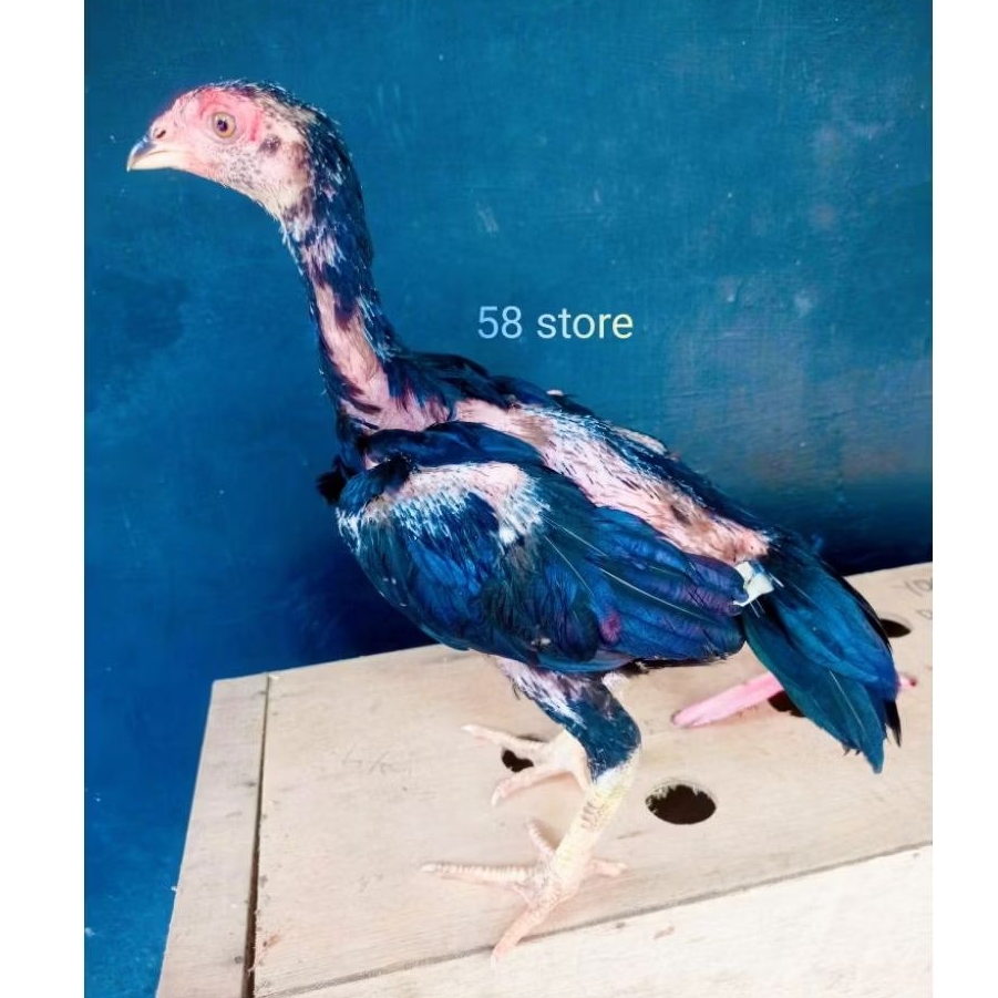 1 pasang ayam pakoy ori usia 2/3 bulan