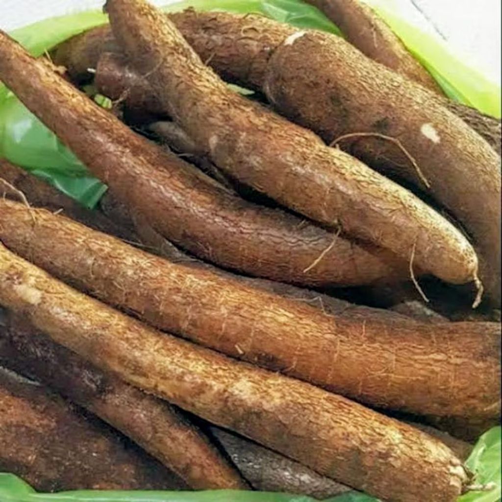 

singkong mentega singkong kuning pulen