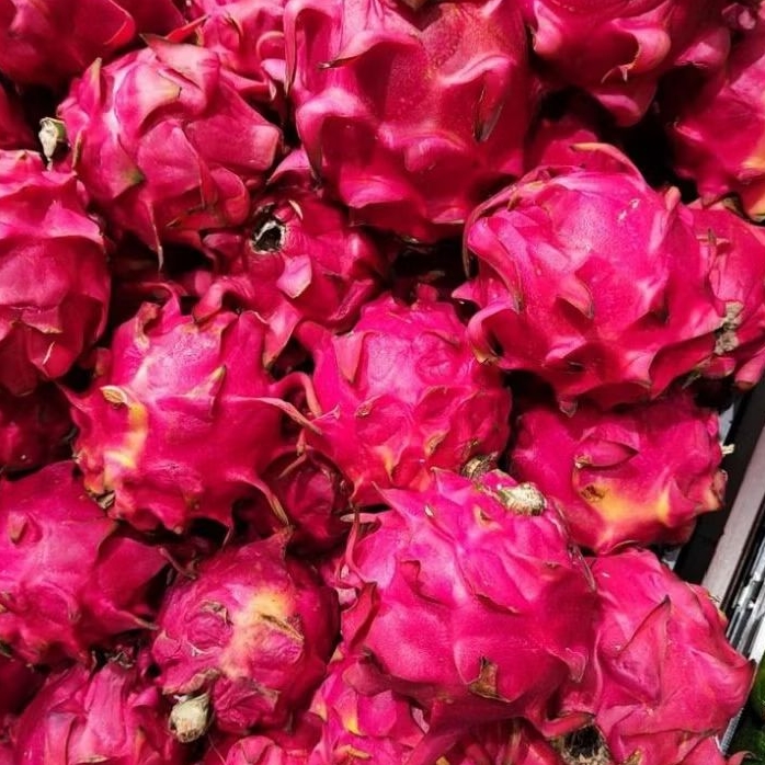 

NAGA MERAH 1Kg