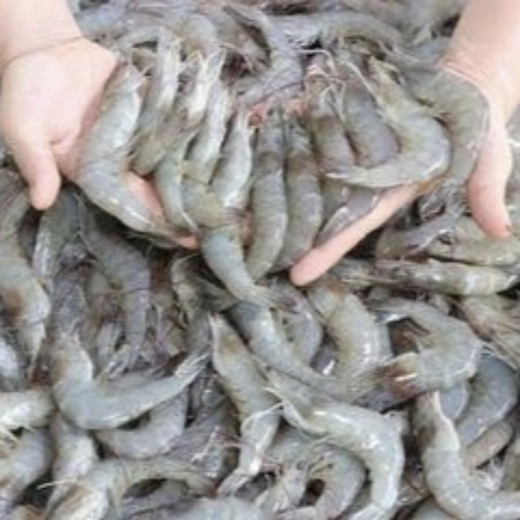 

Udang Laut Segar Pontianak