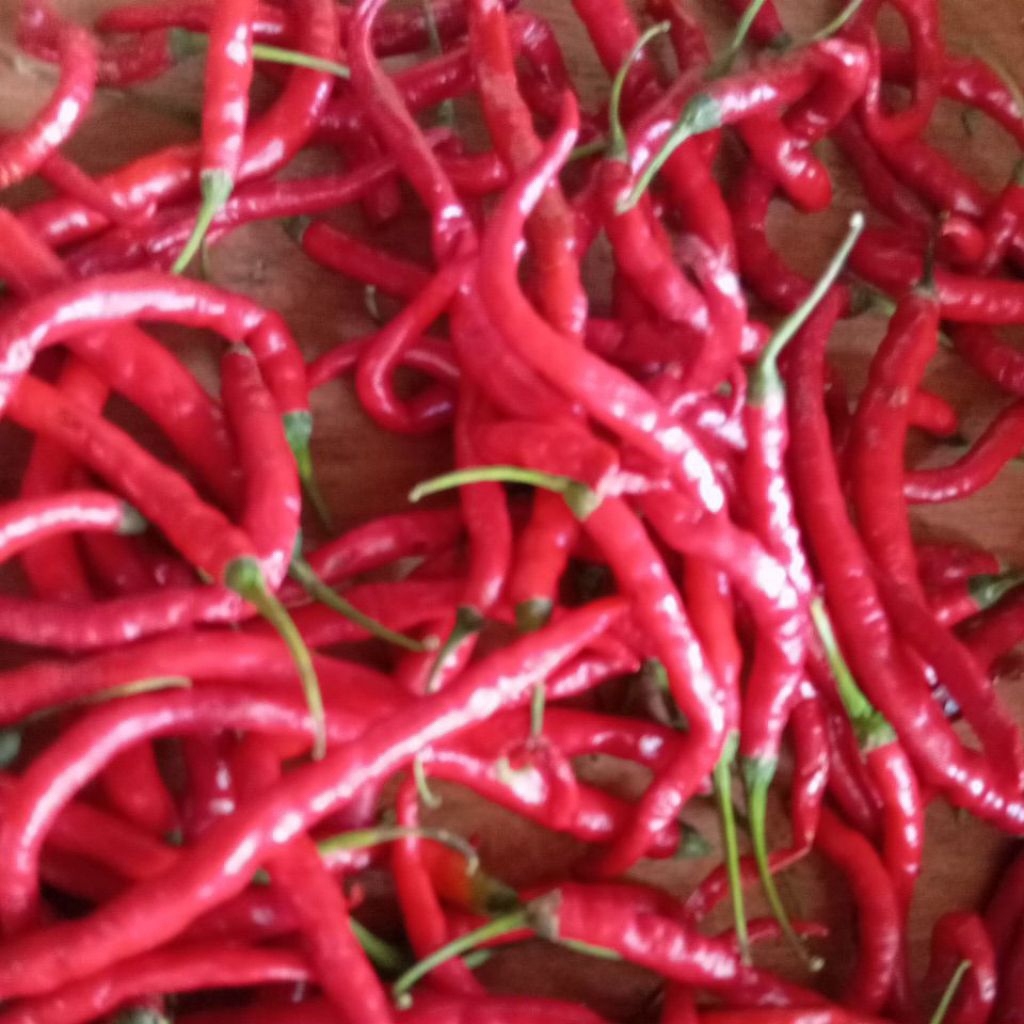 

Cabai Merah Keriting