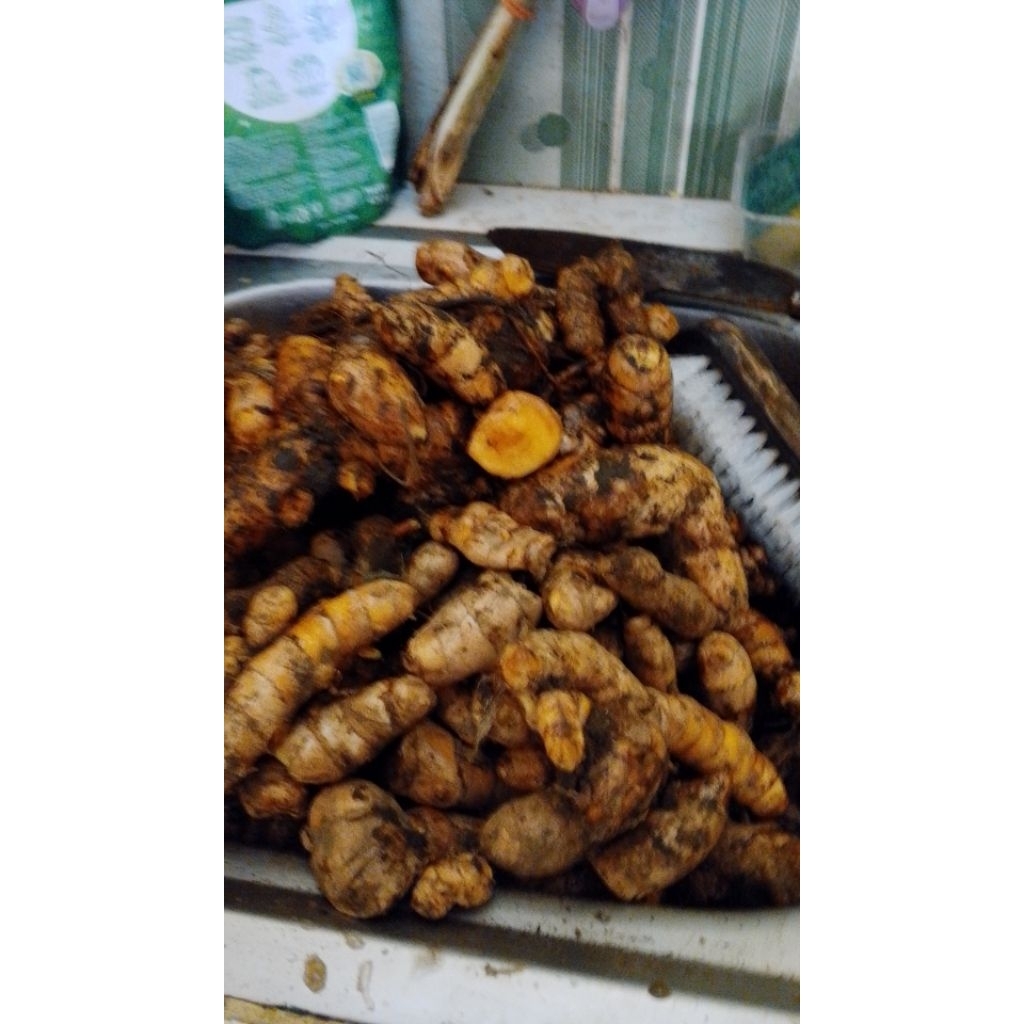 

kunyit segar