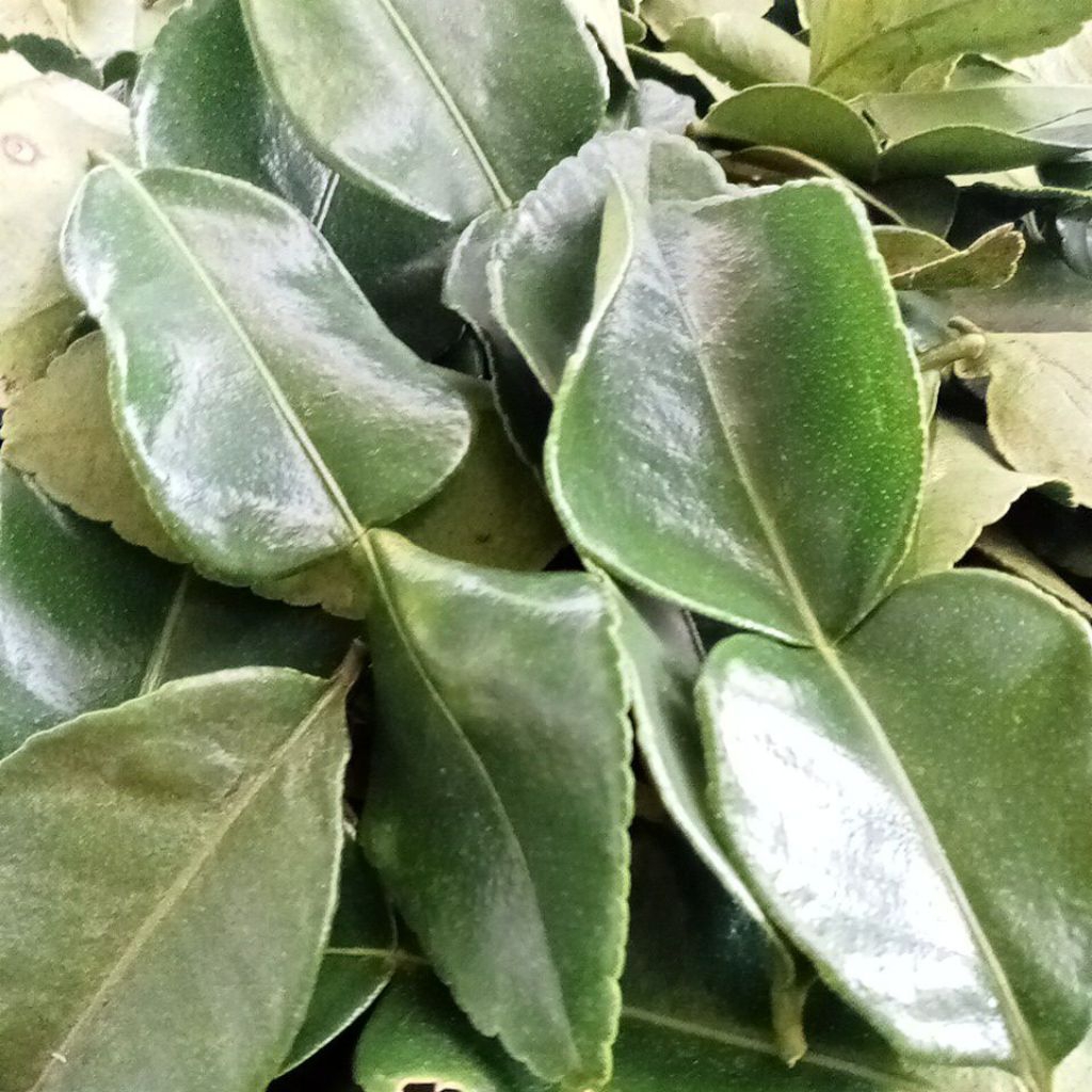 

DAUN JERUK PURUT FRESH 1KG