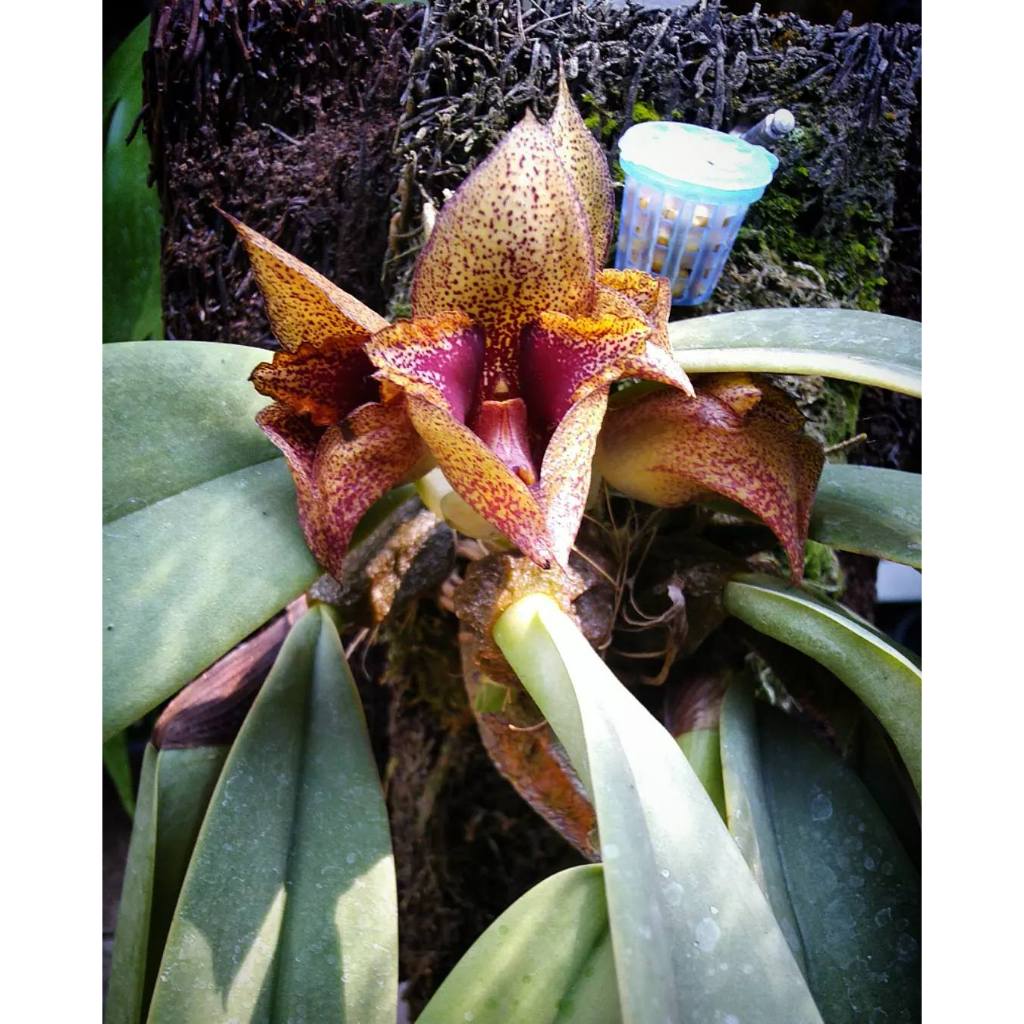 Anggrek Dasi Bulbophyllum macrobulbon   "Colector Item"