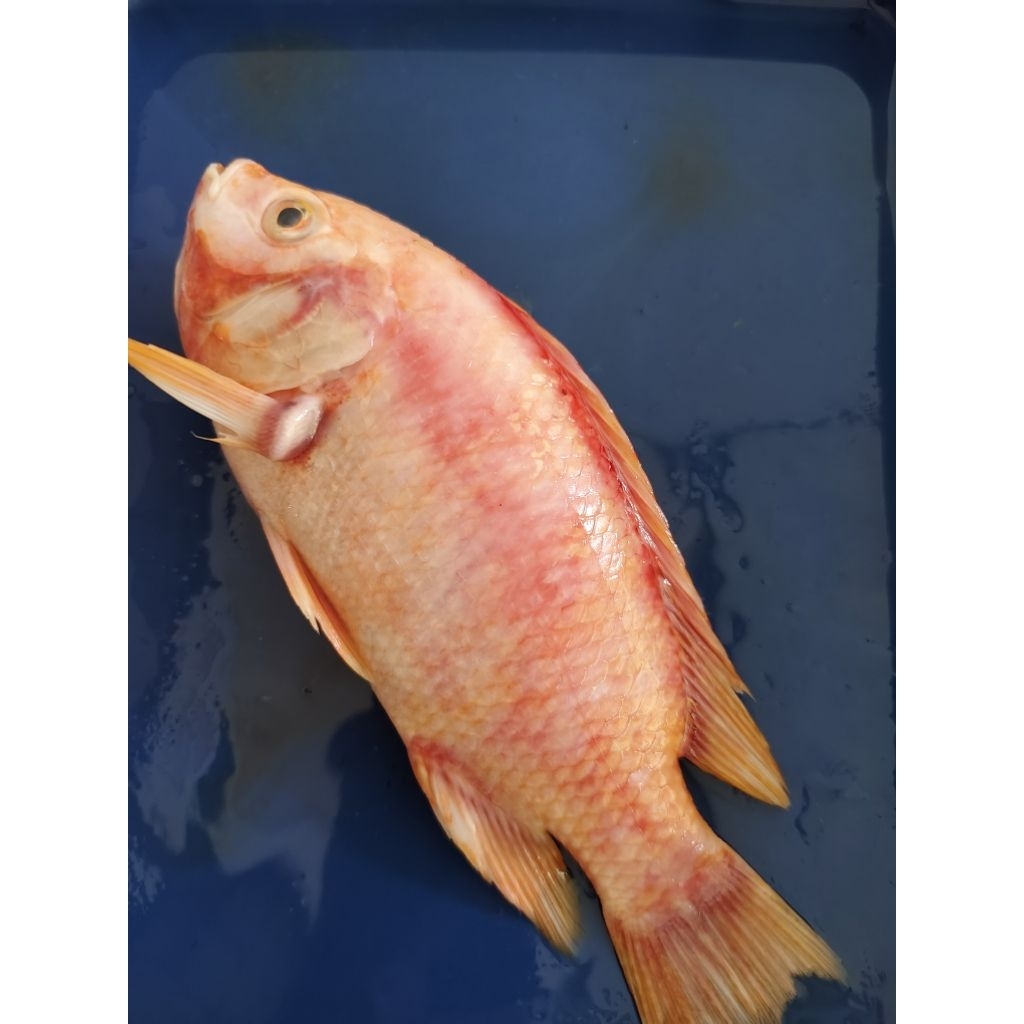 

IKAN NILA MERAH 500GR& 1KG SEGAR HIDUP & FRESH FROZEN PREMIUM TERMURAH