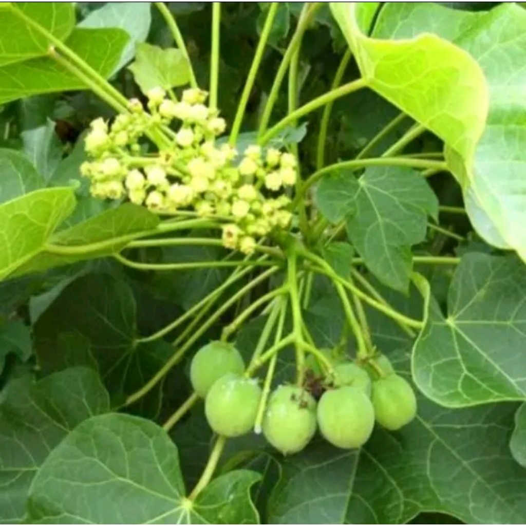 

daun tanaman jarak/pagar 20 lembar