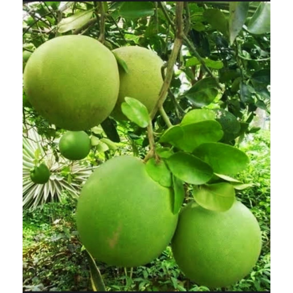 

JERUK BALI pengiriman dari Ngawi jawa timur