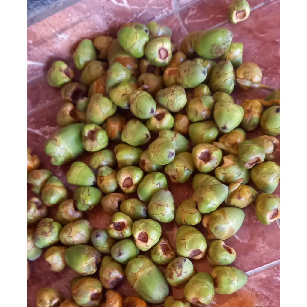 

beluluk kelapa hijau dan gading per 5 biji