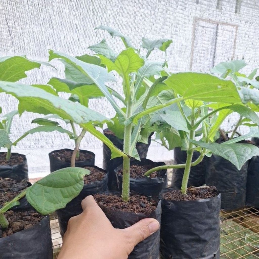 bibit ubi umbi yakon ukuran besar