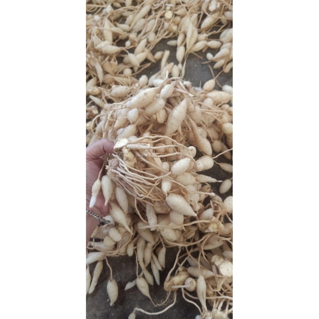 

kunyit Putih 1 kg