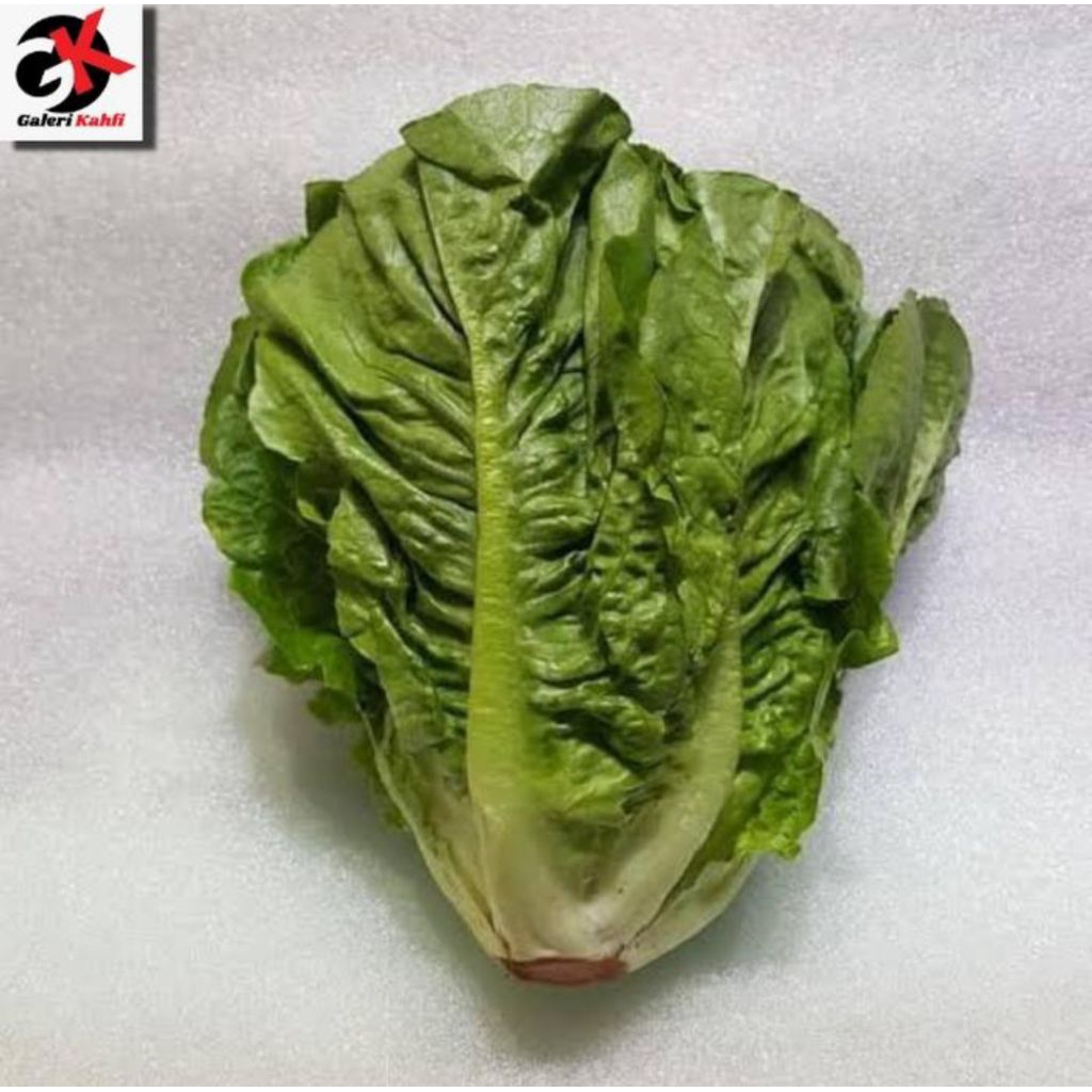 

Selada Romen Segar Berkualitas Grade A _ 250gr