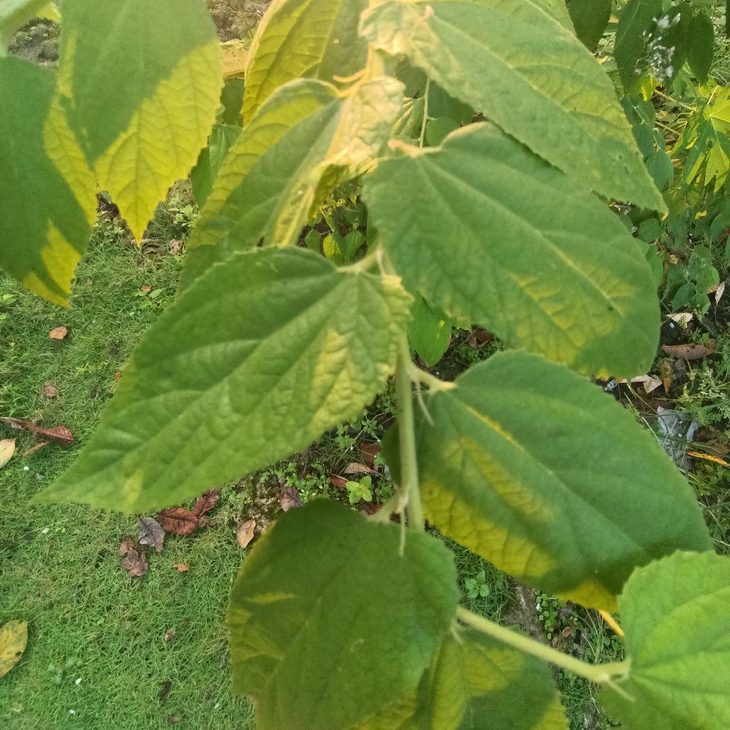 

Daun Kersen Segar Herbal Alami 100 Lembar
