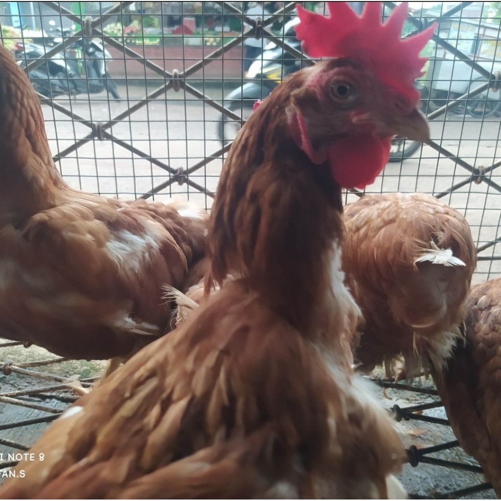 

ayam potong ayam merah fresh 1.5kg-1.8kg (berat hidup)