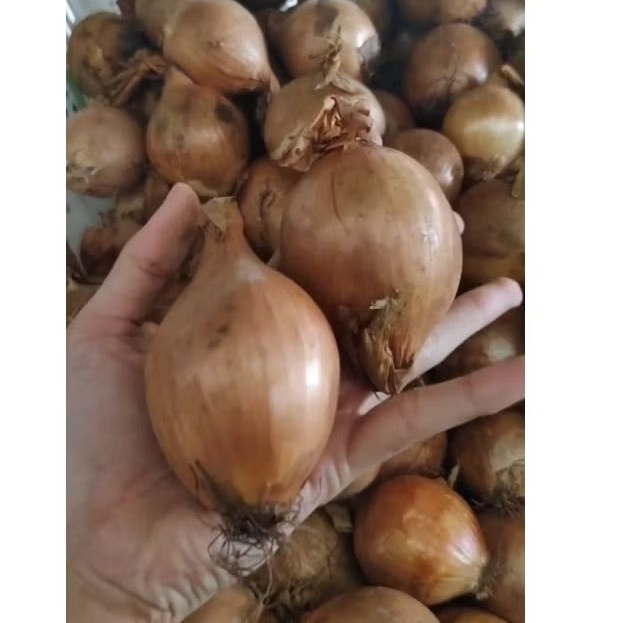 

bawang bombay 500 gram