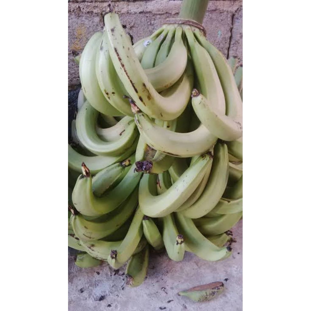 

PISANG LEMPENENG / PISANG BAJIGUR per 5kg