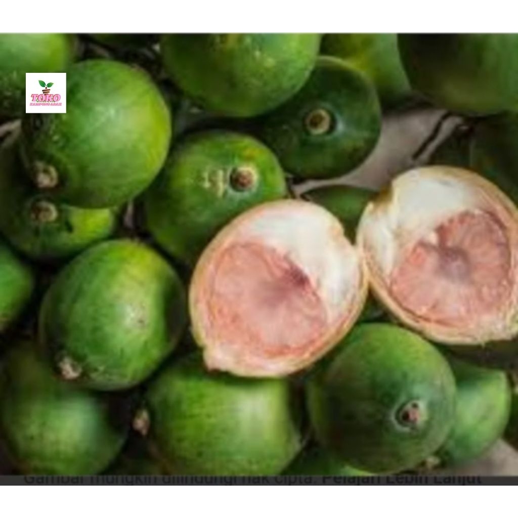 

buah pinang jame muda 1 kg