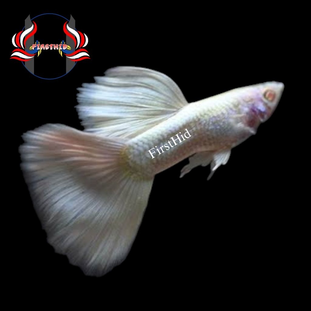 (1 PSG) AFP Aksesoris Akuarium GUPPY AFP (Albino Full Platinum) gen carrier Swallow Ribbon