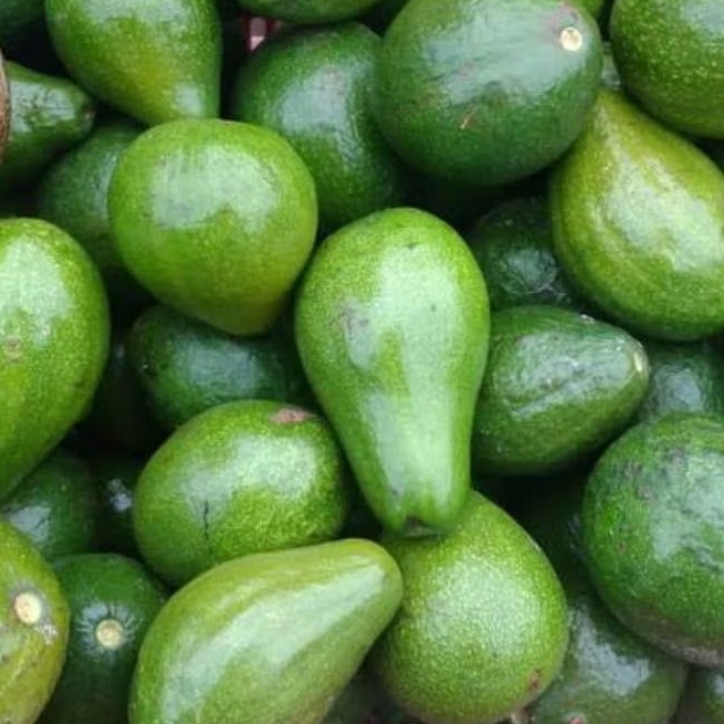 

alpukat mentega besar super mengkel 15kg 30kg