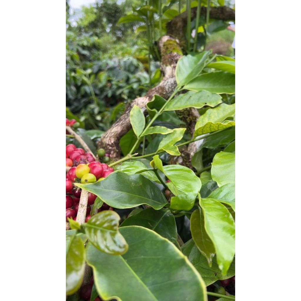 

Daun kopi 100% segar kwalitas terbaik 50 lembar