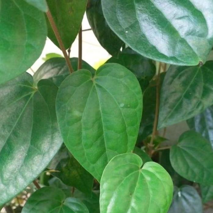 

daun sirih/suruh segar 30 lembar