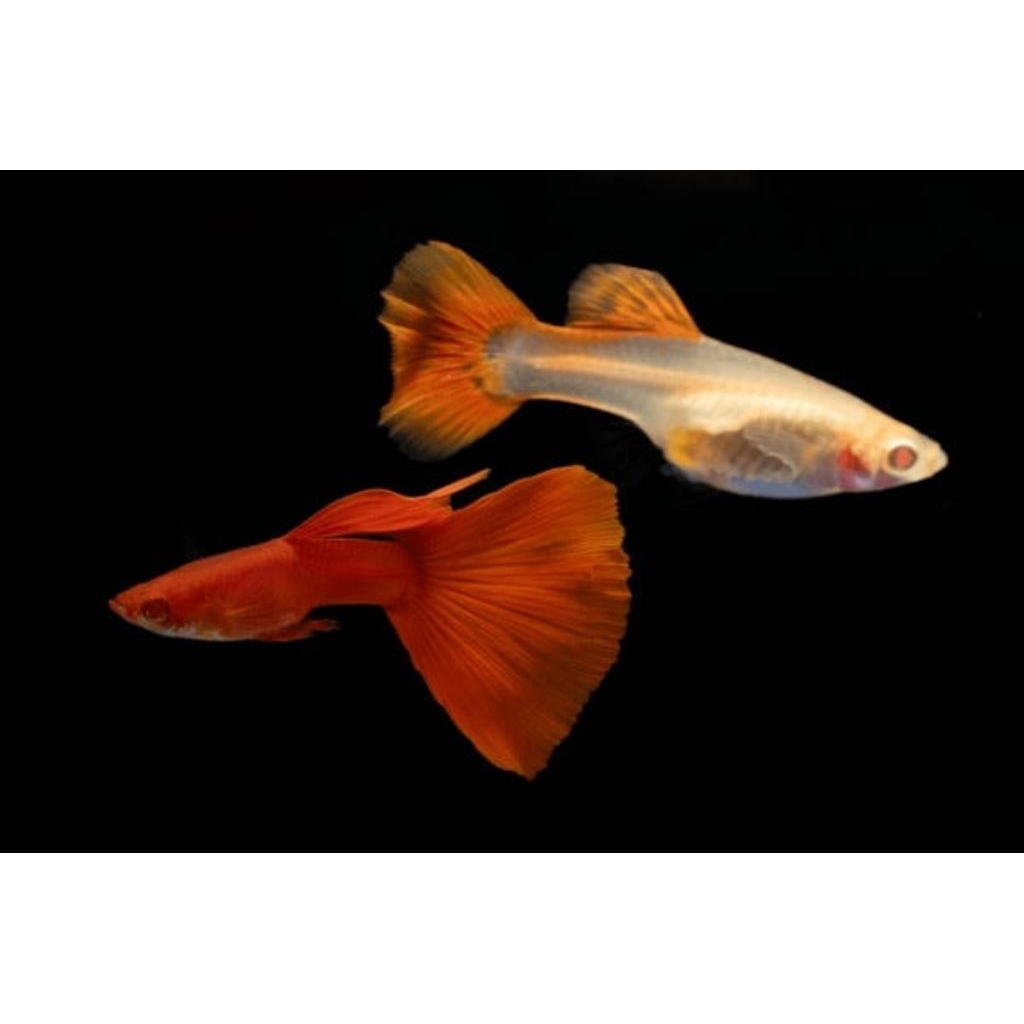

stiker | albino full red
