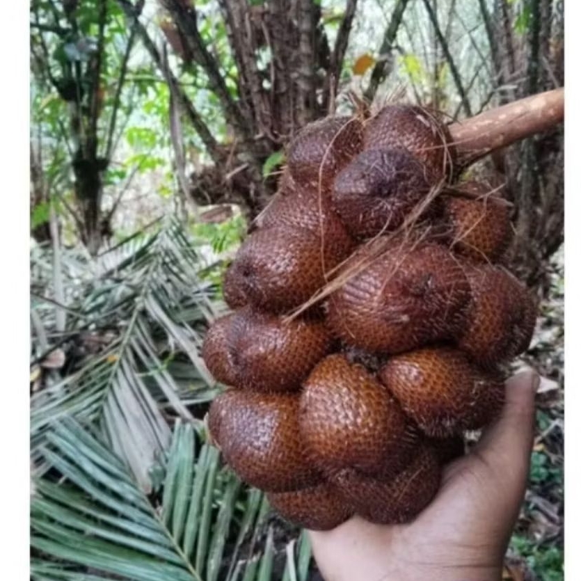 

SALAK GULA PASIR ASLI BALI >> SALAK GULA >> ASLI DARI BALI >> 500 GRAM >> TERLARIS