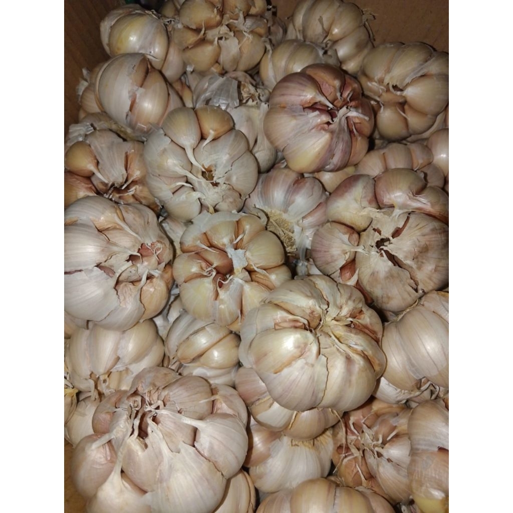 

Bawang Putih 1kg murah