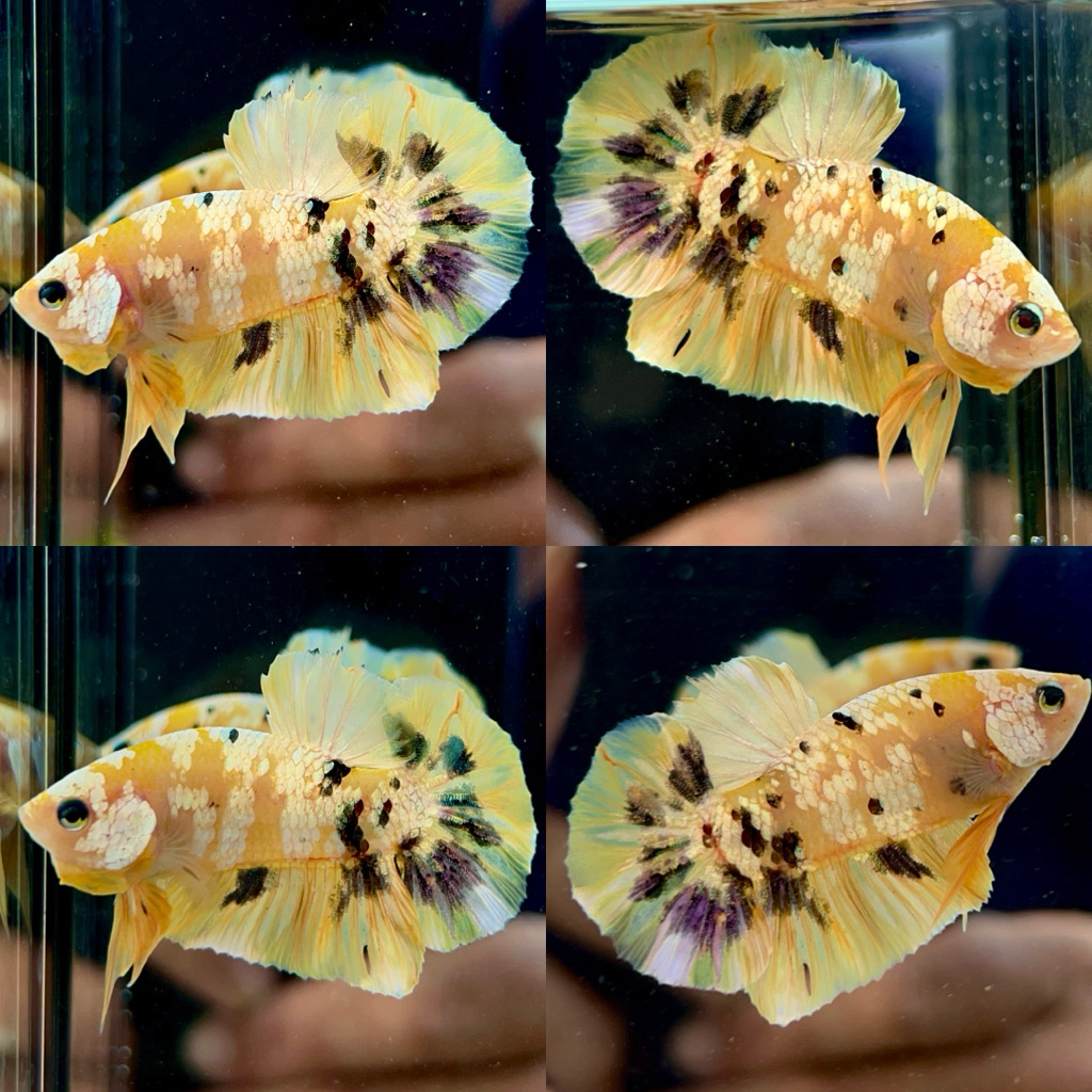 ikan cupang yellow koi cooper bahan cello