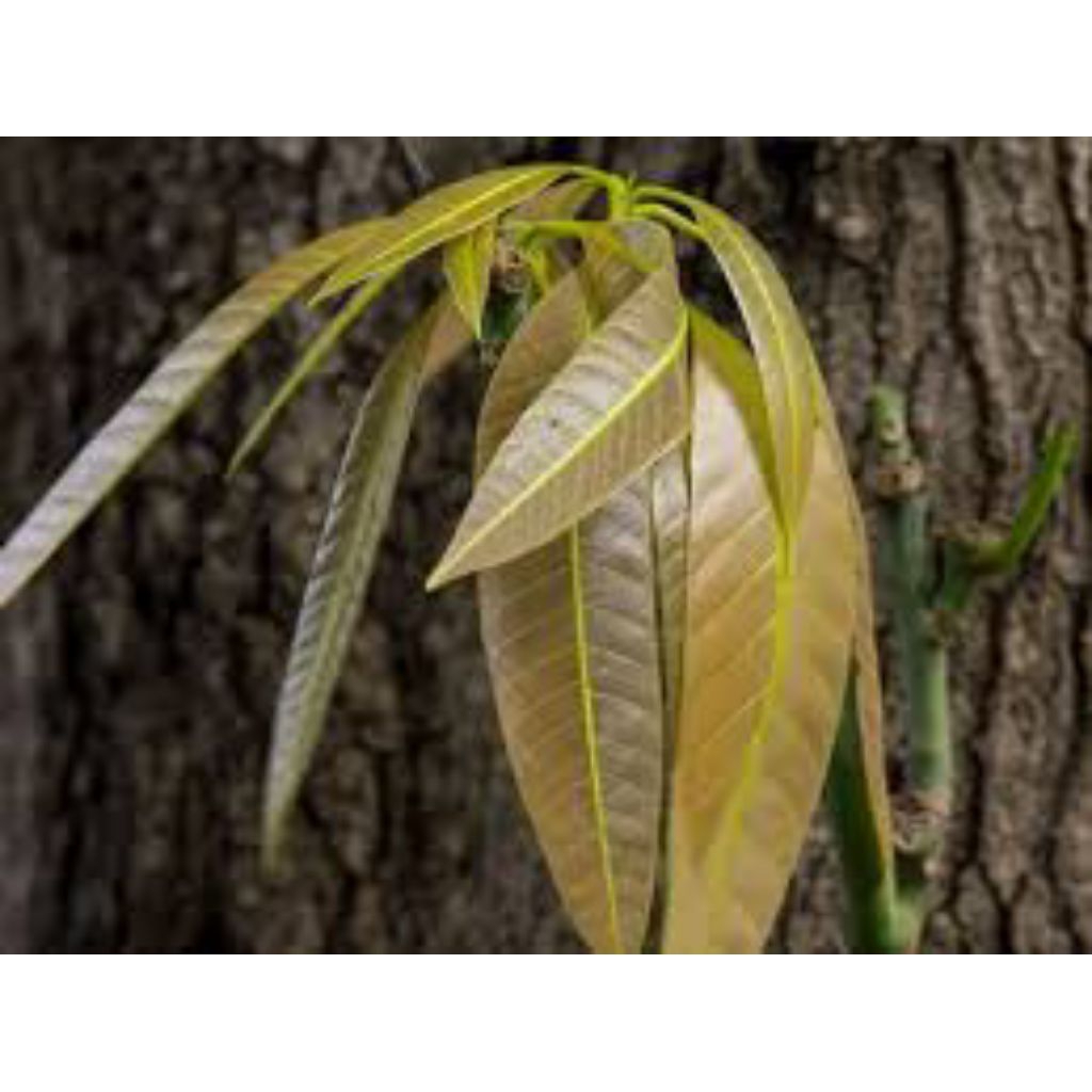 

daun mangga besar segar 500grm