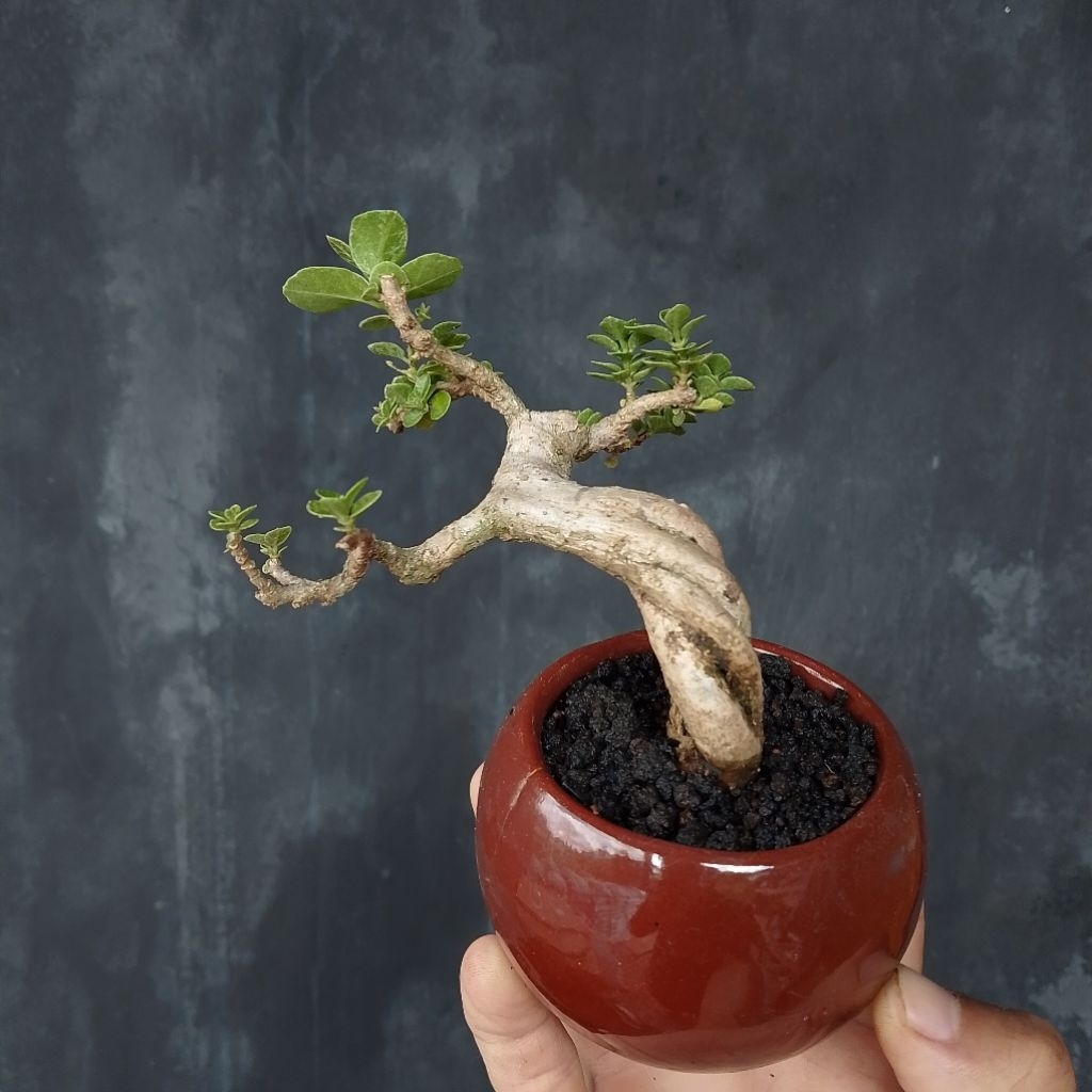 Bonsai shito sancang variegata