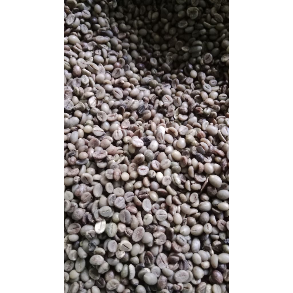 

kopi robusta mentah