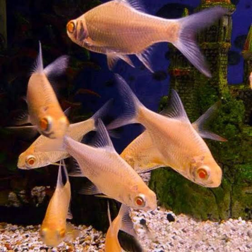 HIASAN AQUARIUM IKAN KAVIAT ALBINO SIZE 8-10cm