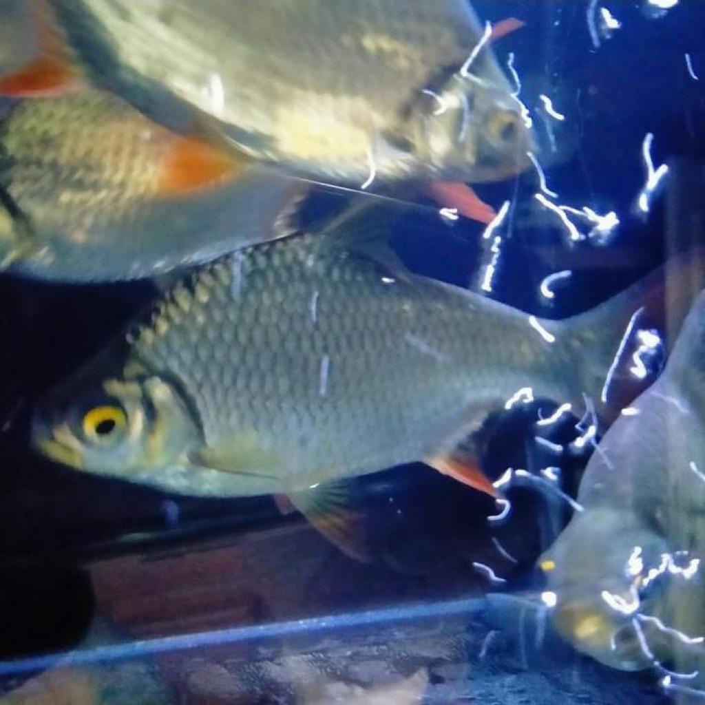 HIASAN AQUARIUM IKAN KAVIAT HITAM SIZE 8-10cm