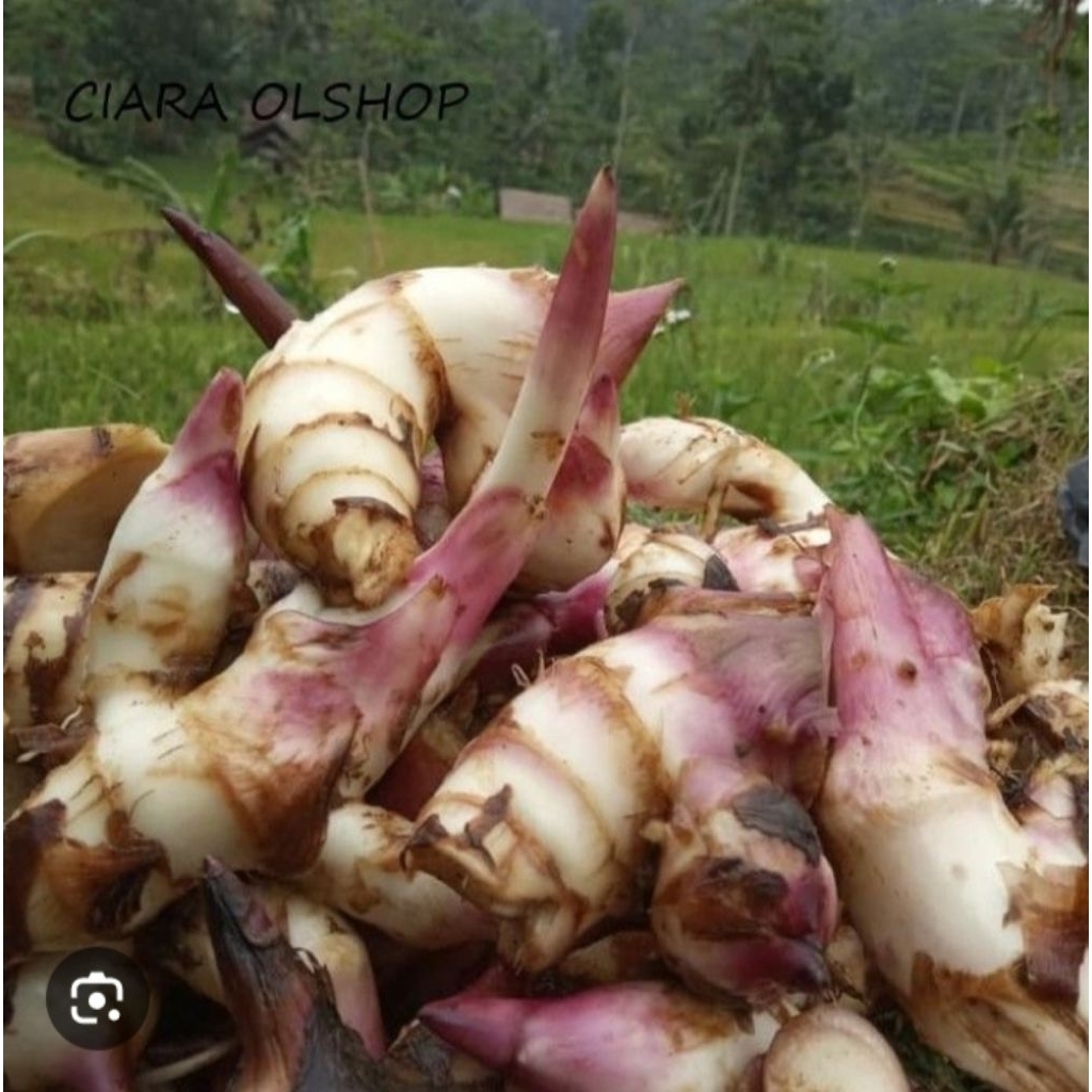 

jual umbi ganyo segar 1 kg