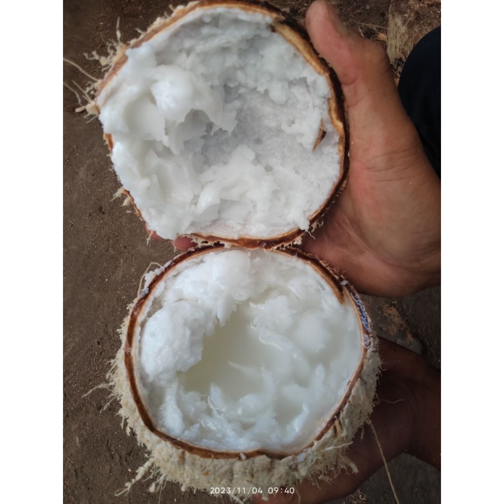 

KELAPA KOPYOR ASLI LUMAJANG