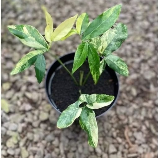 thaumatophyllum goeldii variegata / philodendron goeldii variegata