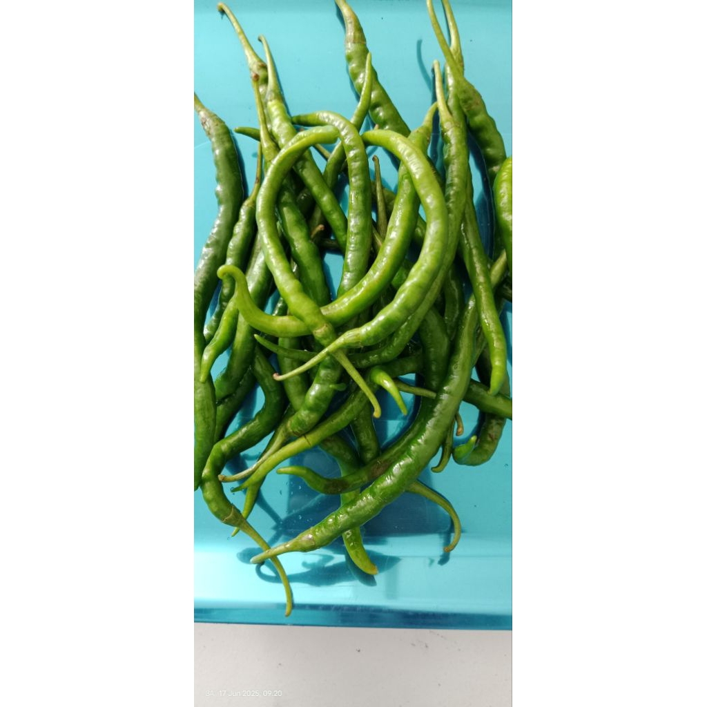 

Cabe Keriting Hijauan