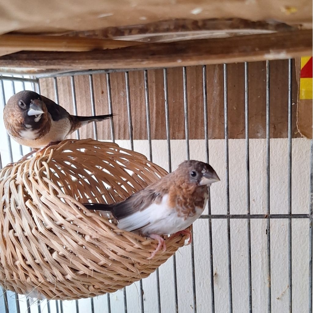 burung emje hitam panda coklat/dewasa satuan