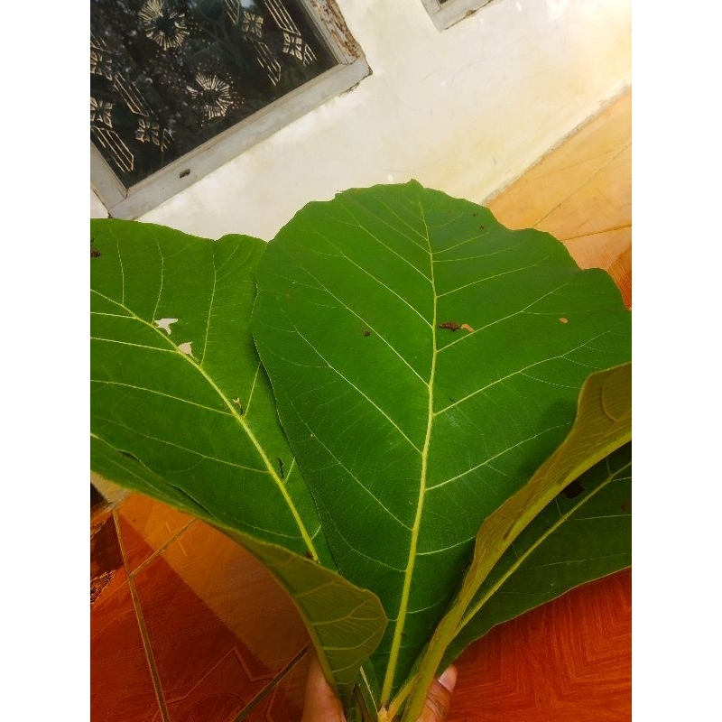 

Daun Jati Fresh Pembungkus Nasi Perr Lembar