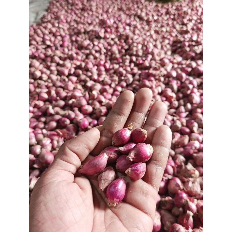 

Bawang merah kecil 1 kg lokal nganjuk