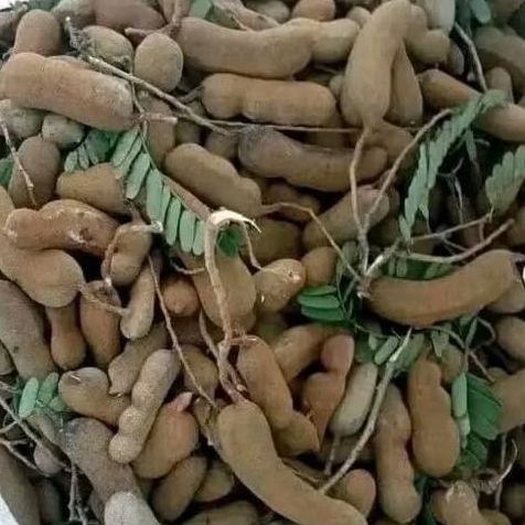 

INSTAN - ASAM JAWA MENTAH / BUAH ASAM JAWA SEGAR 250GRAM
