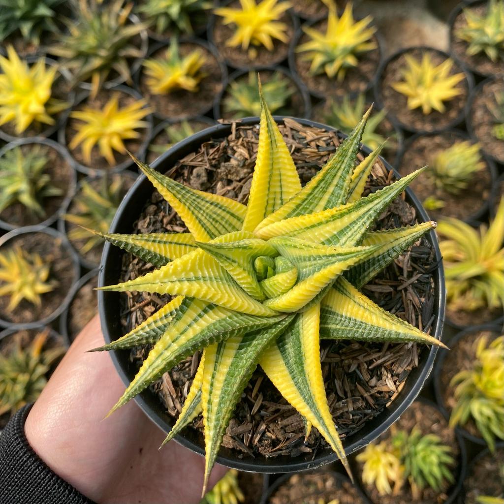 Tanaman Hias Aloe Vera Lidah Buaya Kuning Aglaonema dan Cactus Kaktus Mini Bunga Sukulen Hidup Murah