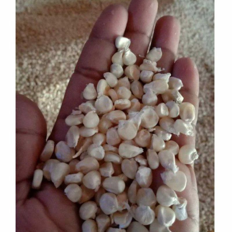 

jagung putih pipil 1kg kering