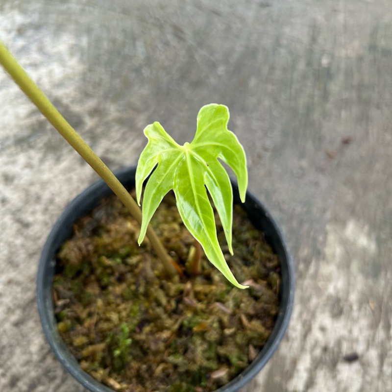 Anthurium Jari Varigata l Pedatoradiatum Varigata