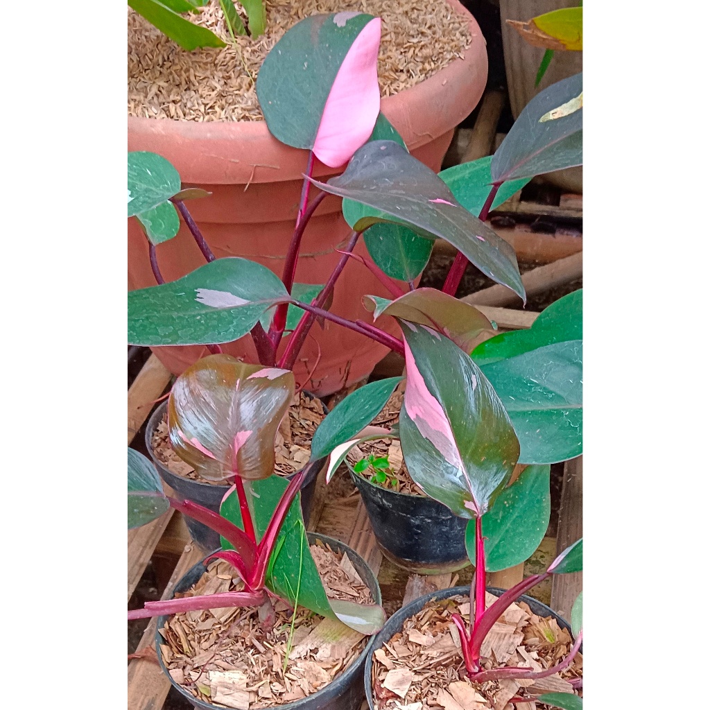 PHILODENDRON PINK PRINCESS