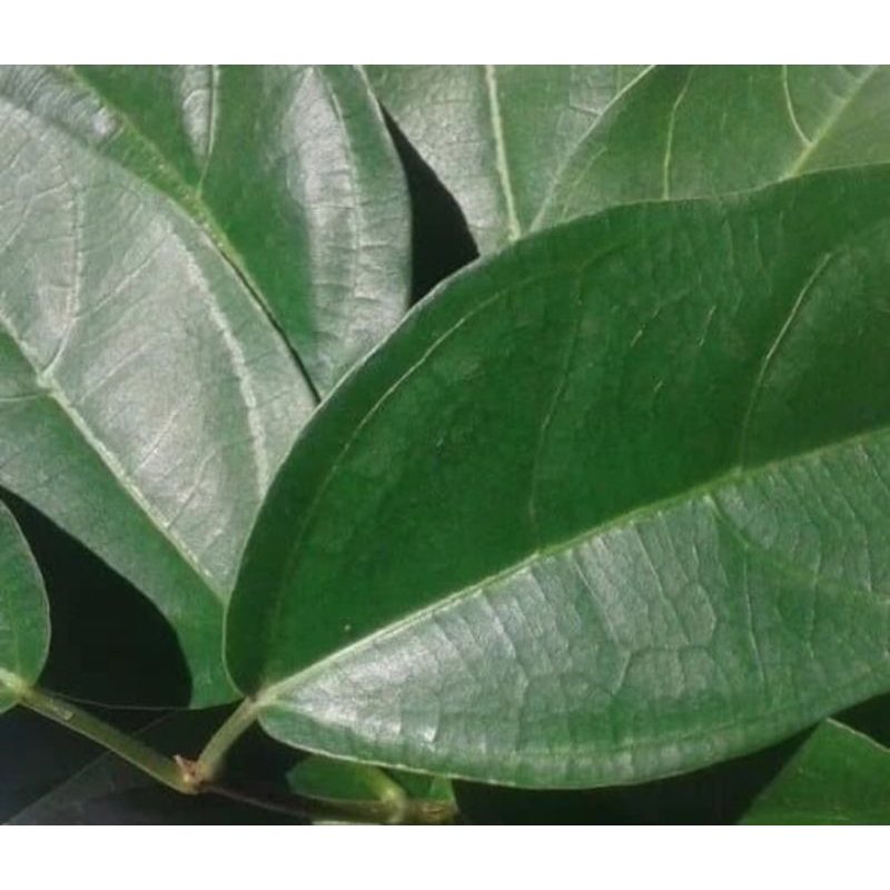 

1Kg Daun Cincau hijau / Daun Cincau Perdu