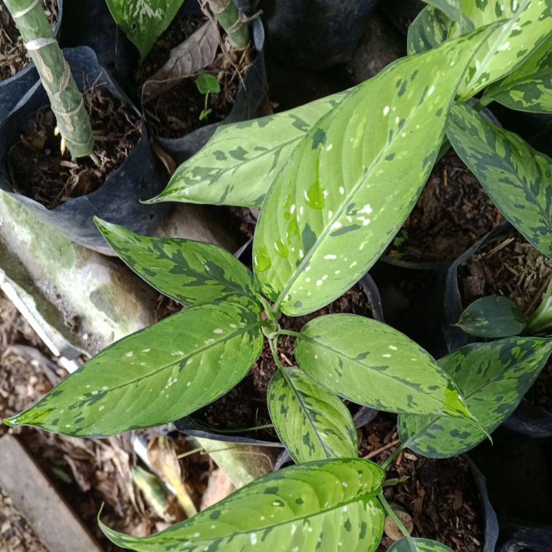 bunga aglonema diven green army tri colour